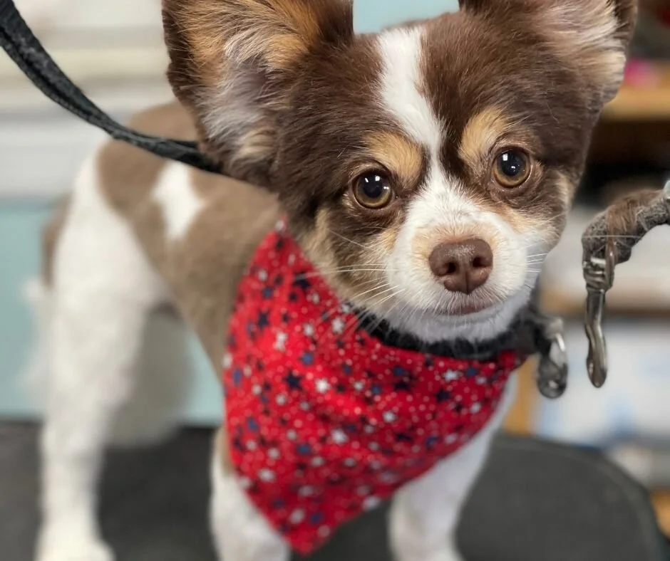 East Aurora Pet Boutique