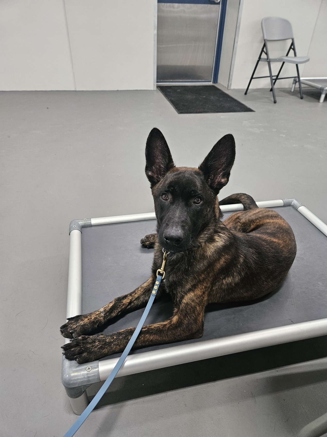 StL K9 Solutions