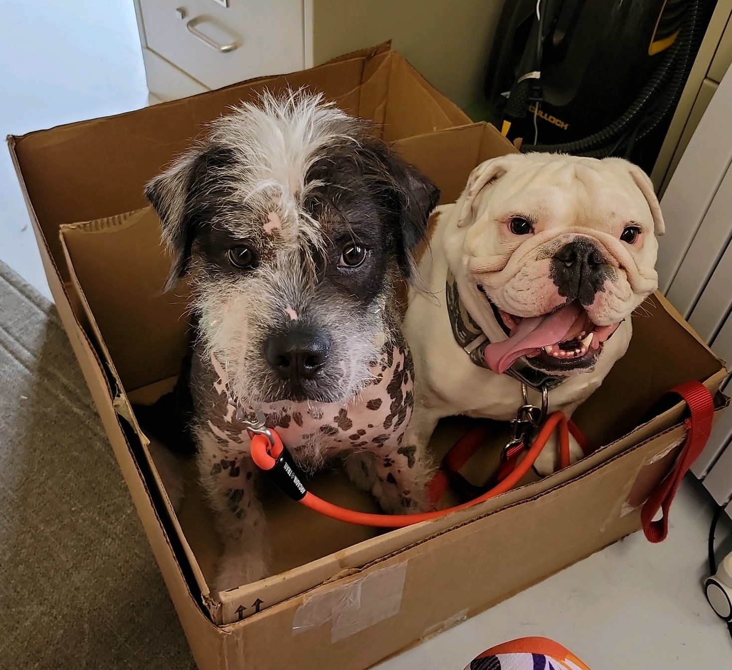 Pawsitive Attitudes, LLC