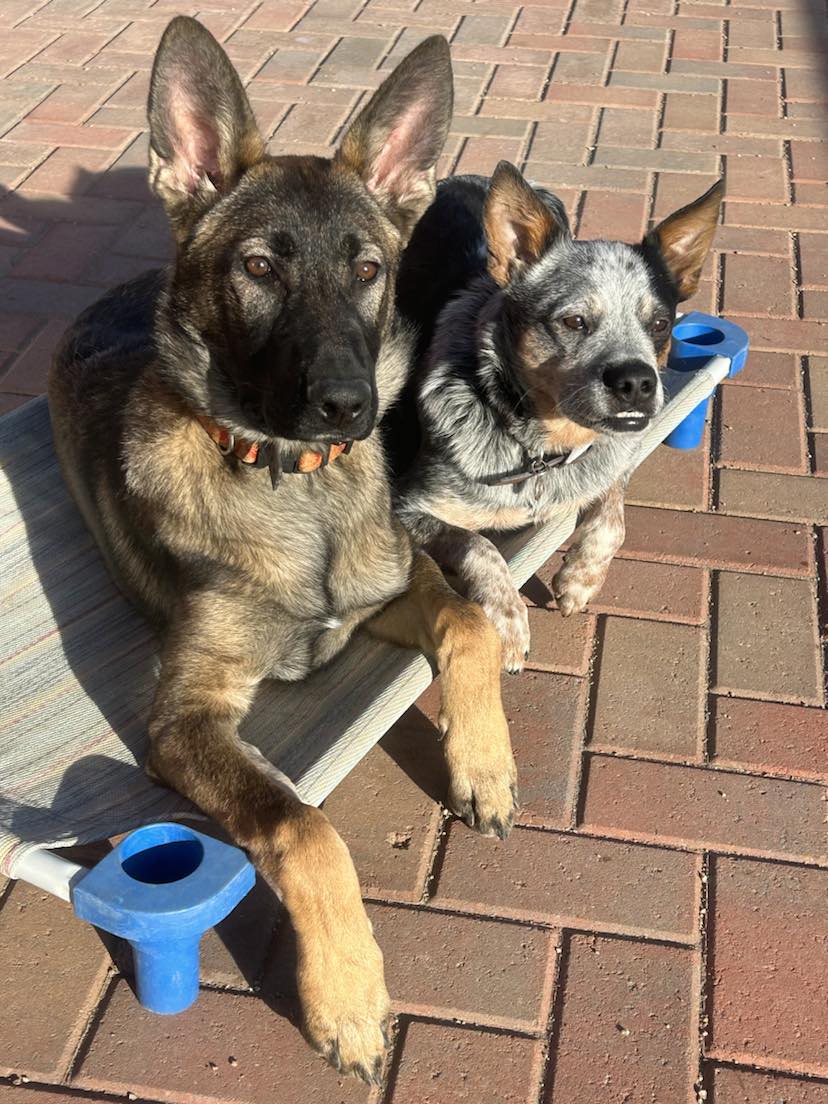 Quality Canine Dog Training Services, LLC