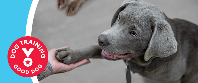 PetSmart Dog Training