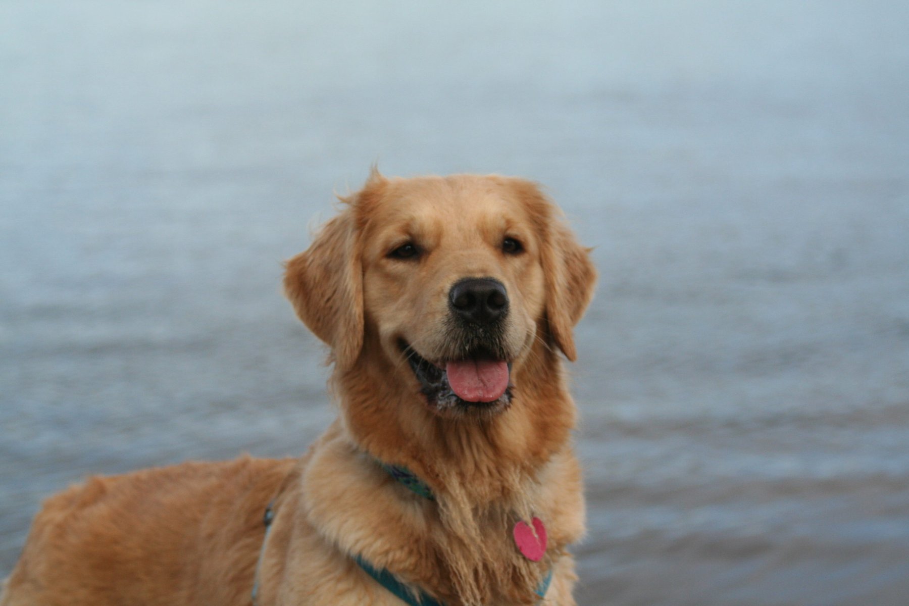 SeaDog Training