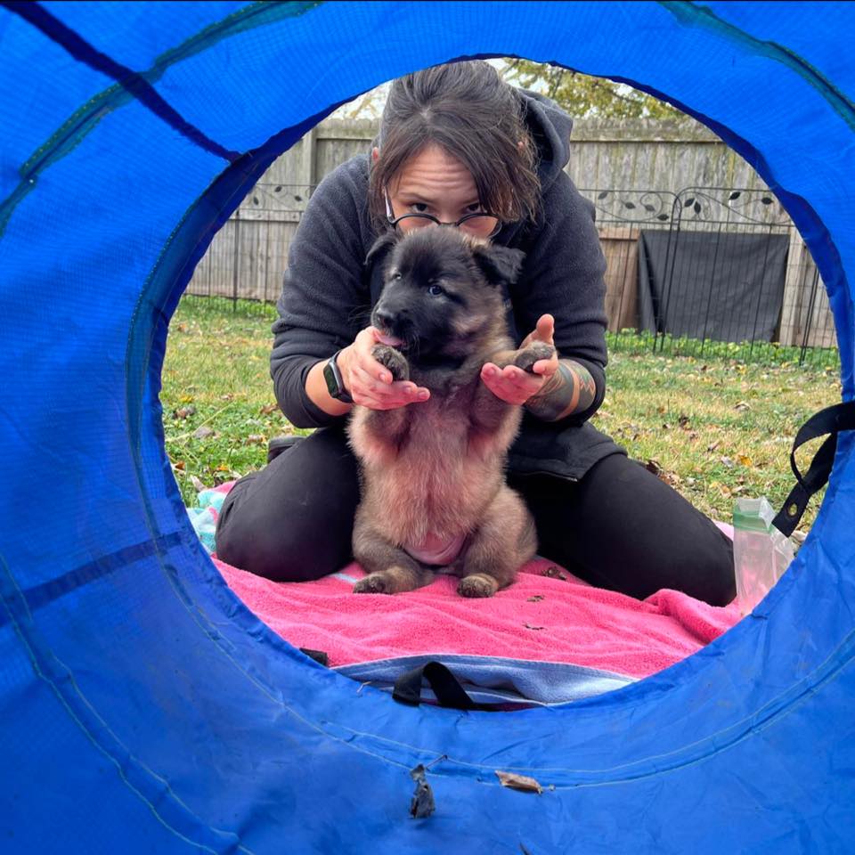 Dog Focused Care