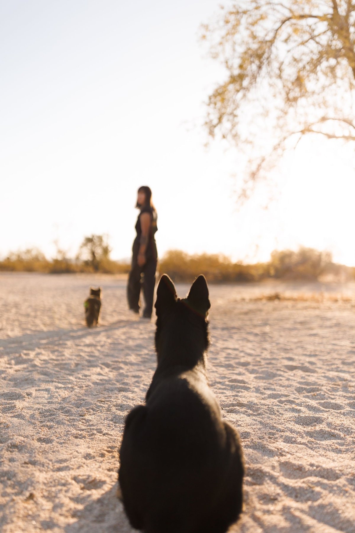 M.A.L.O K9 Training, LLC.