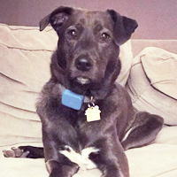 PRO K-9 — dog trainer in Ann Arbor, MI