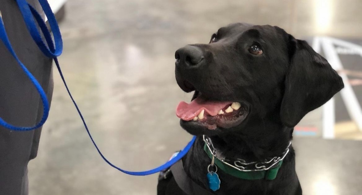 The Happy Dog Method