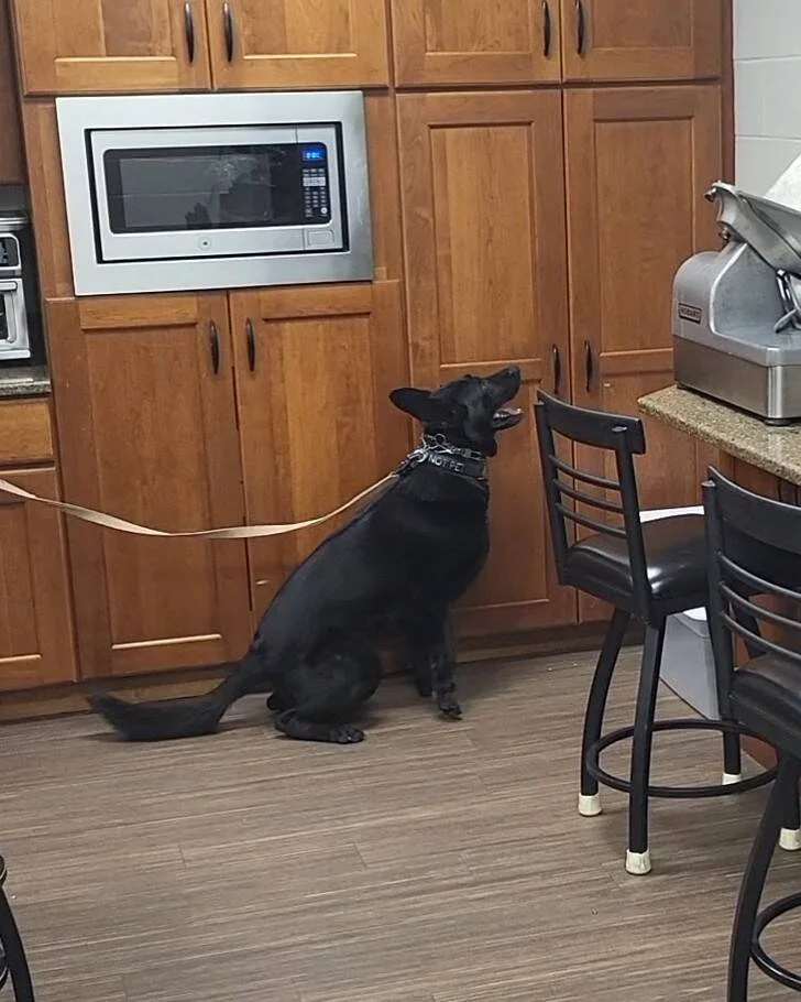 ValkyrieK9 & FIST K9 — dog trainer in Geneva & the Finger Lakes, NY