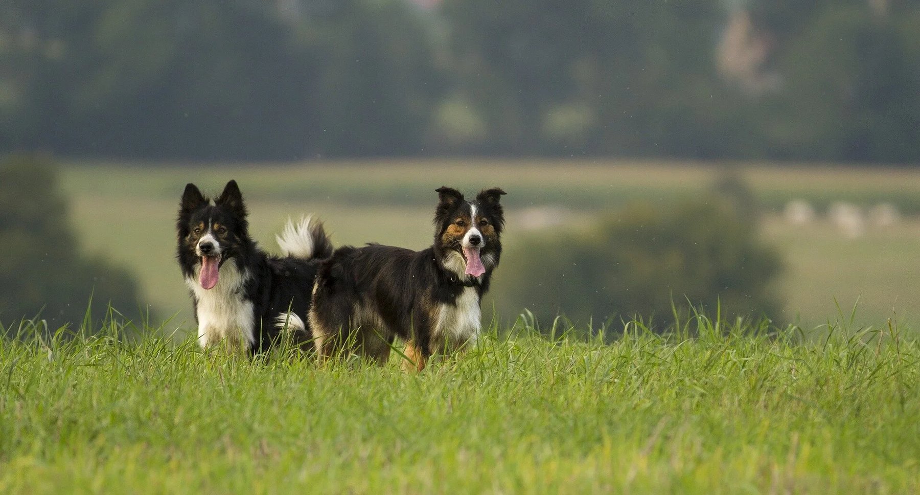 Canine Behavior Connection — dog trainer in Greeley, CO