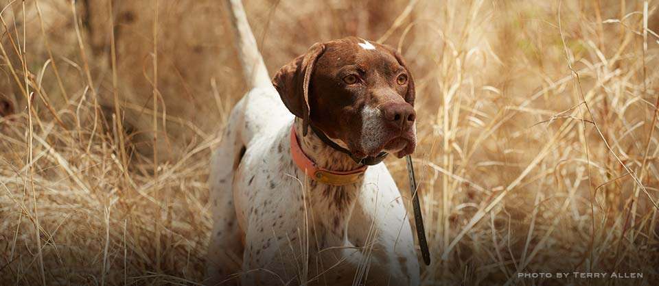Rockin Robin Kennel & Outfitters