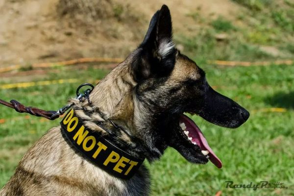 Pawsitively K9 Services
