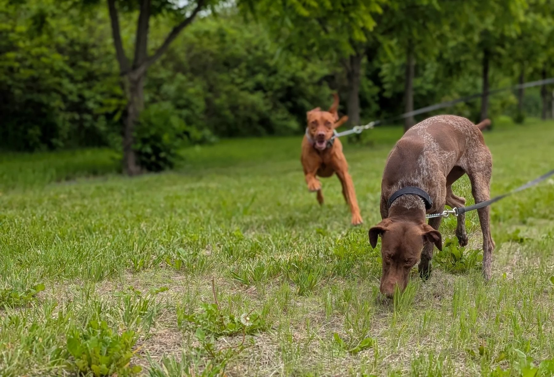 Canine Acres
