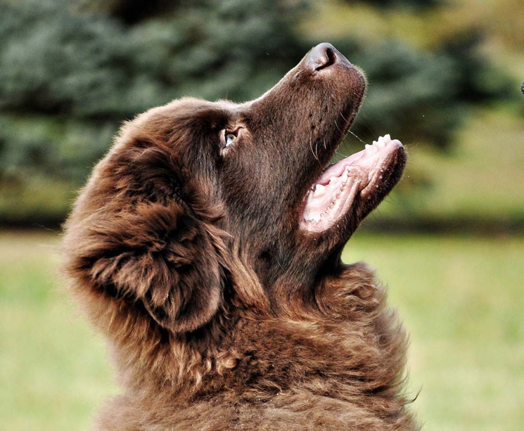 K9Dogworks — dog trainer in Jackson, MI