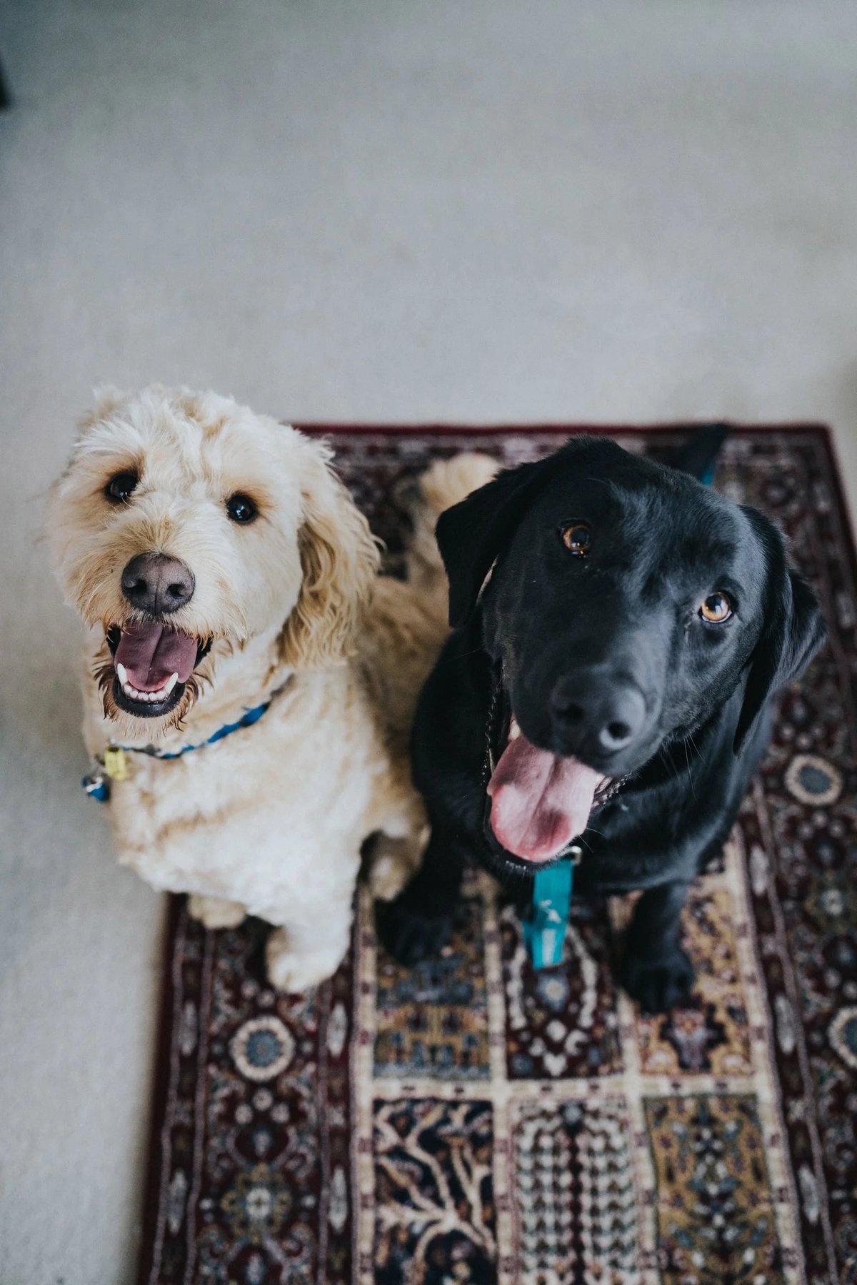 Dog Gone Good Dog Training