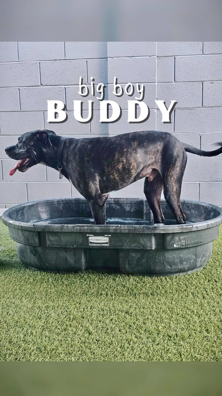 A Better Pet Dog Training
