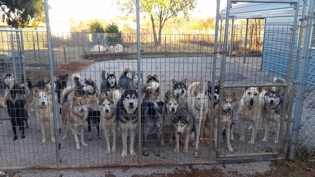 Dana’s Canine Connection