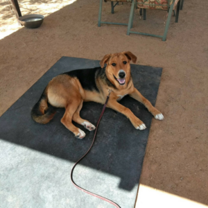Patience Professional Dog Training