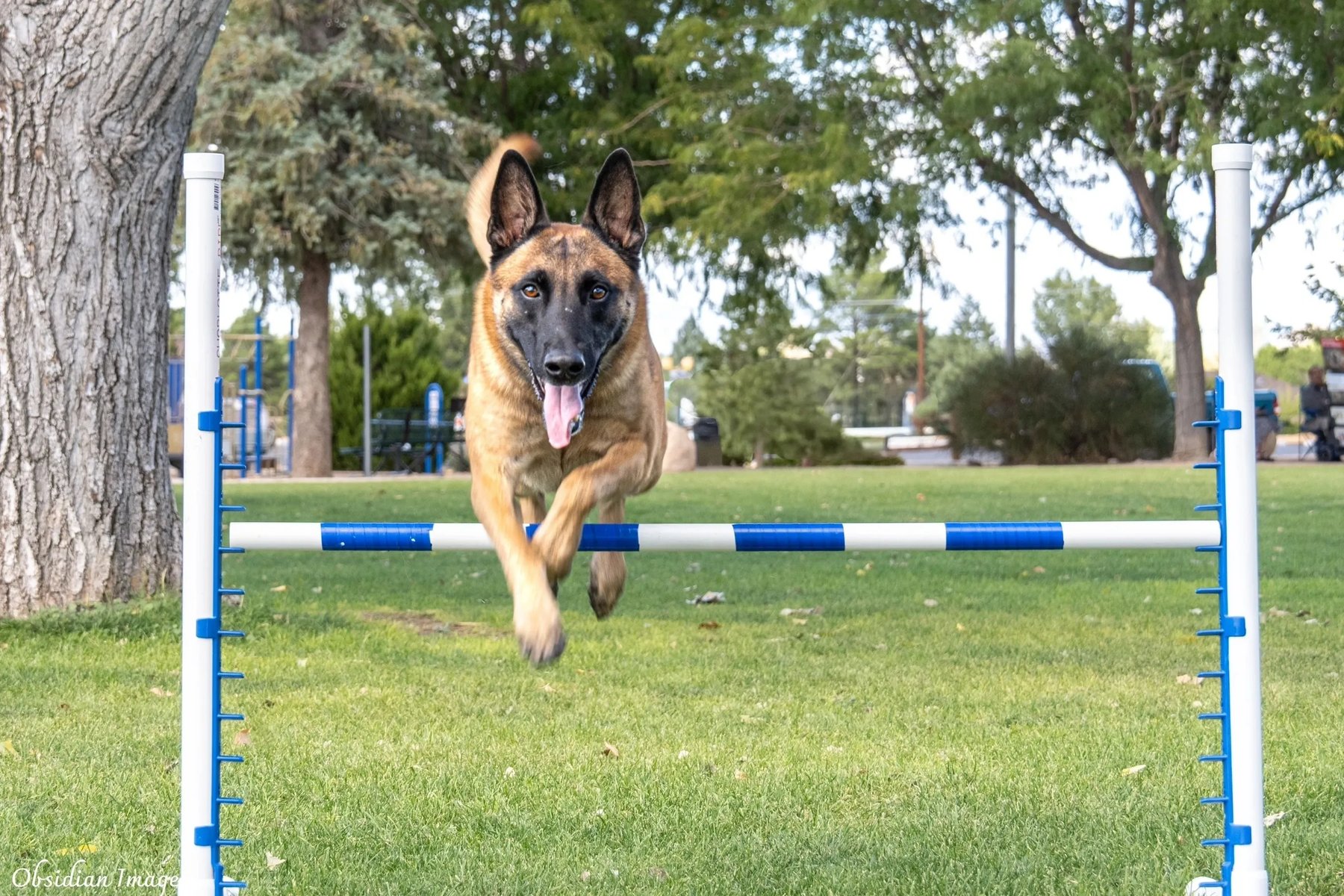 Chino Valley Canine Training Club