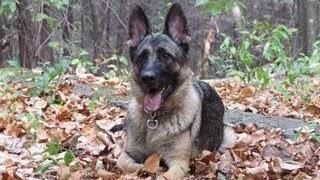 North Star Family K-9