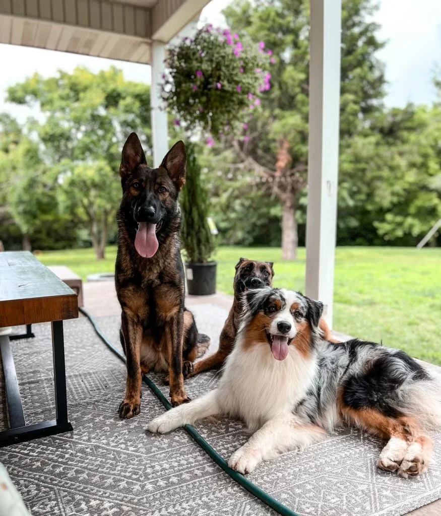 Absolute Dog Training