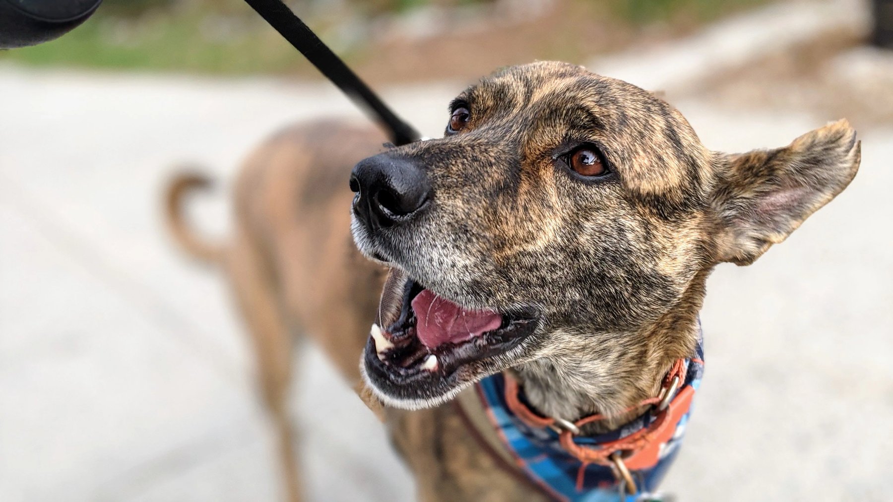 Canine Movement Lab — dog trainer in Chattanooga, TN