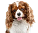 The Dogyard Alpharetta — dog trainer in North Metro Atlanta, GA