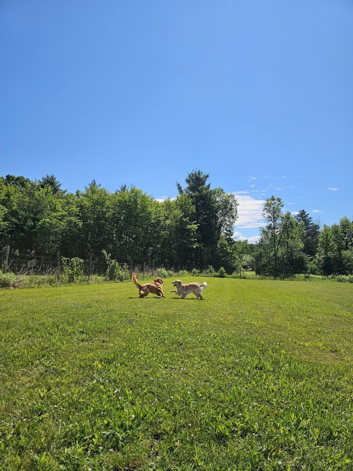 North Country Paws for Obedience