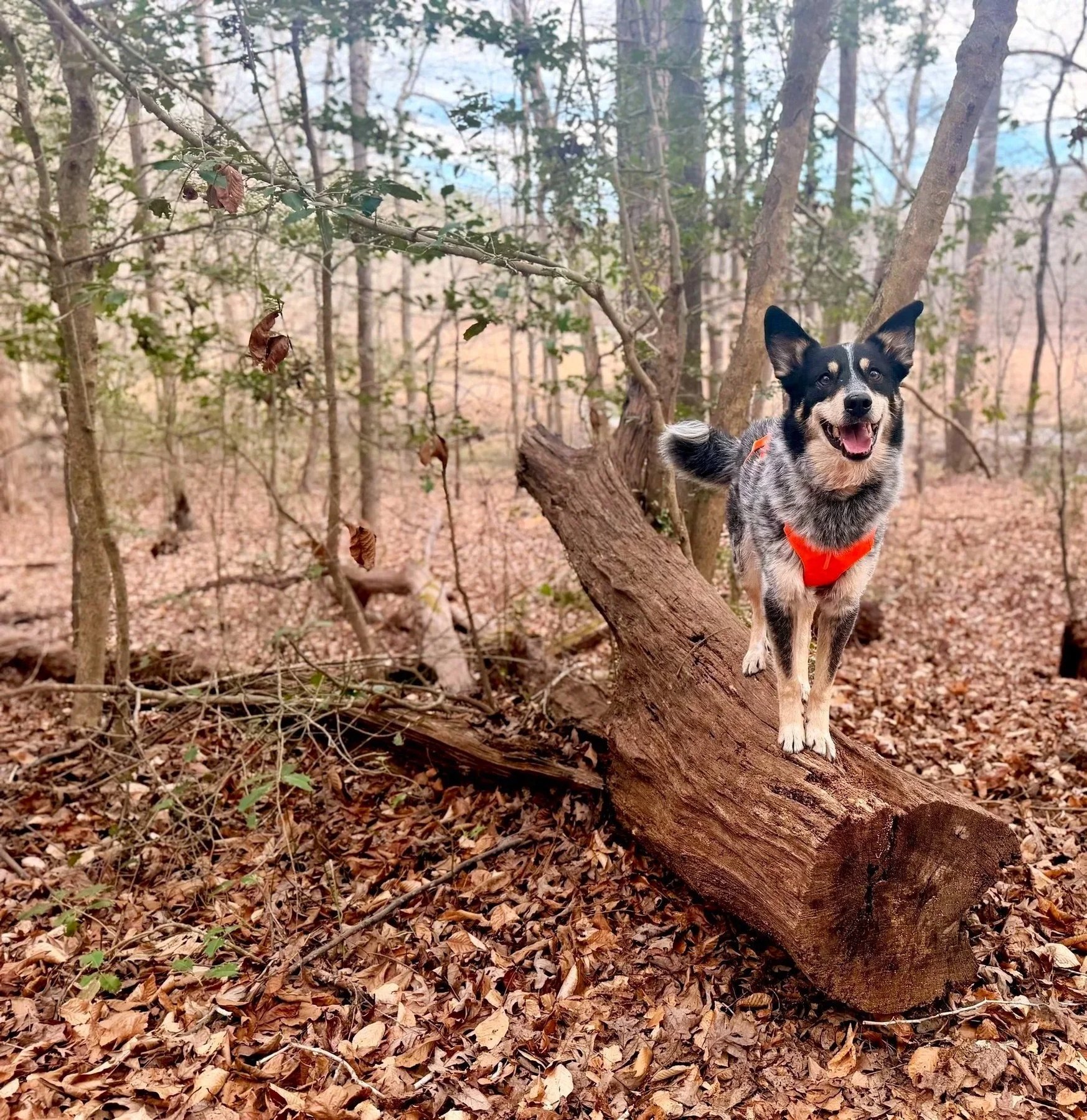 Dognitive Behavior and Training
