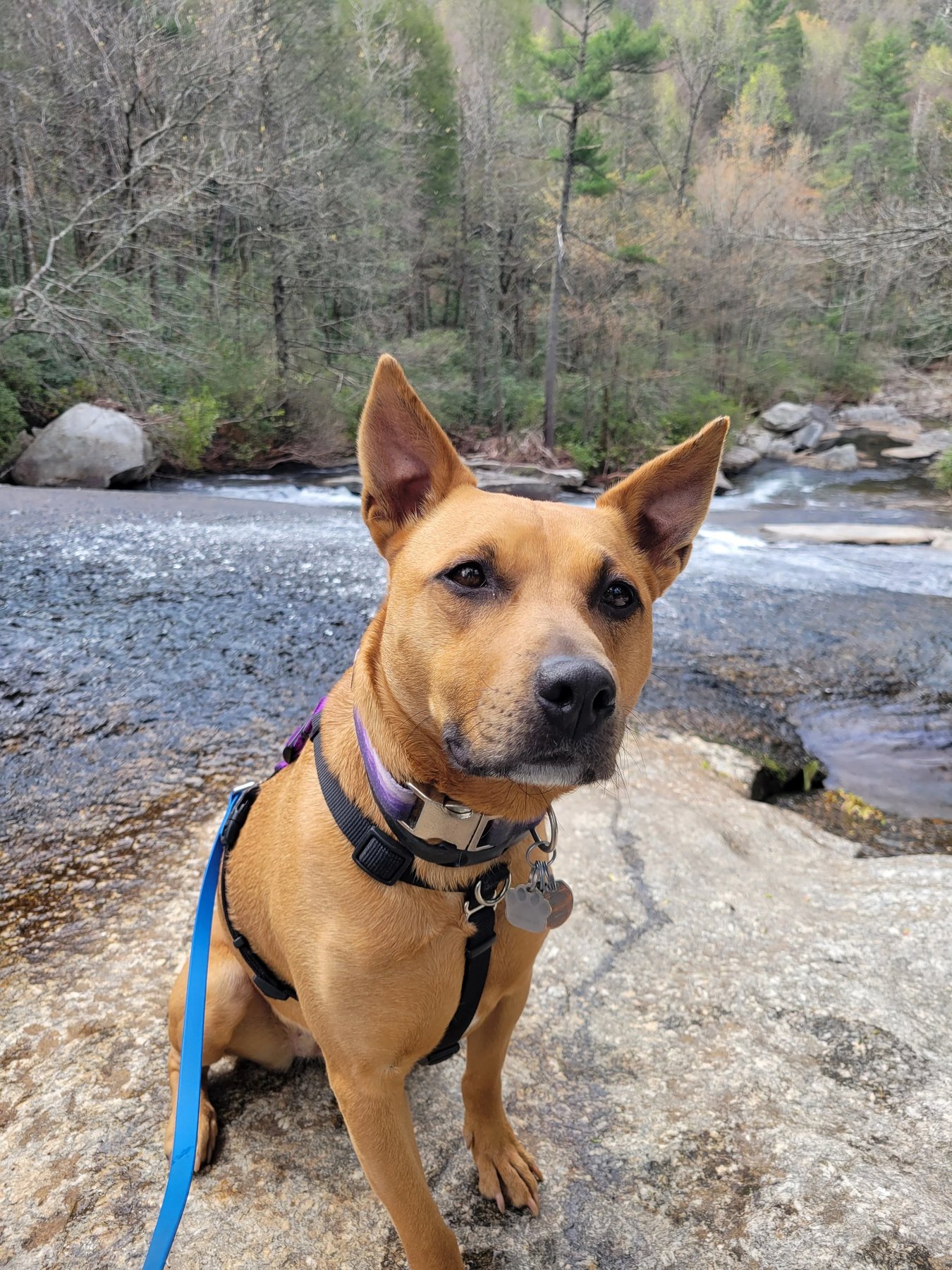 There For You Dog Training LLC