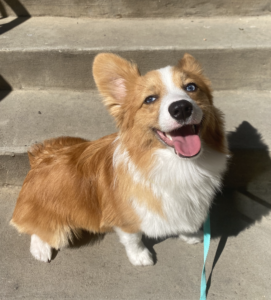 Peachtree Dog Training Savannah