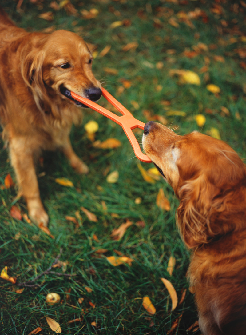 Etlon Dog Training