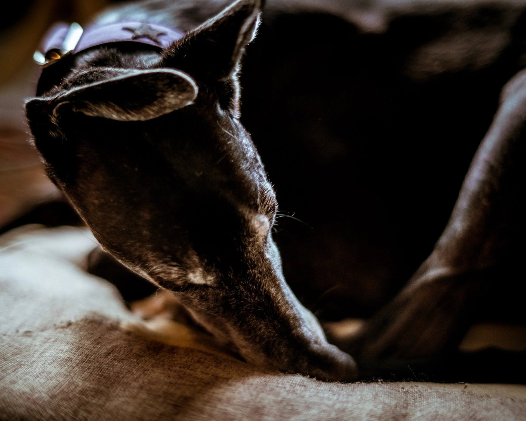 Dharma Dog NYC