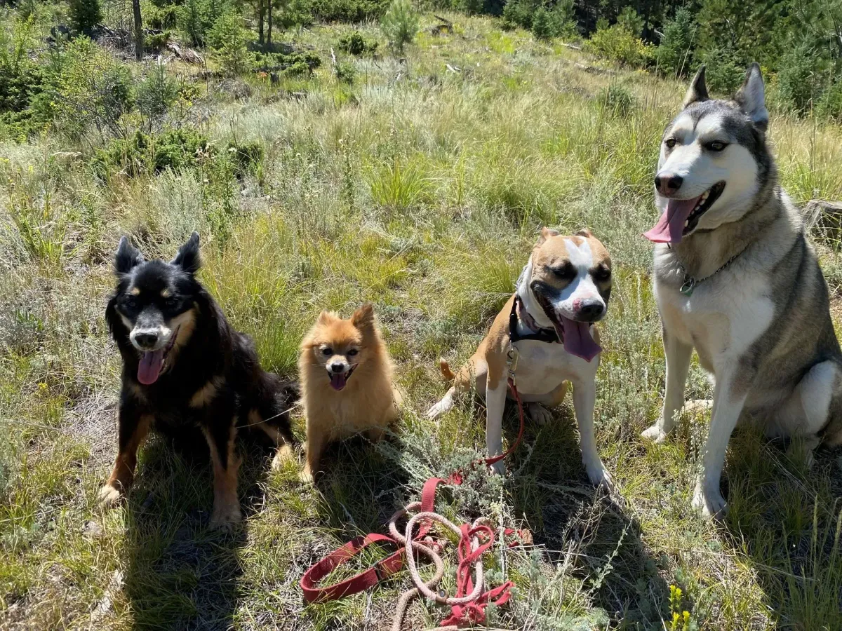 Canine Psychology Center, LLC