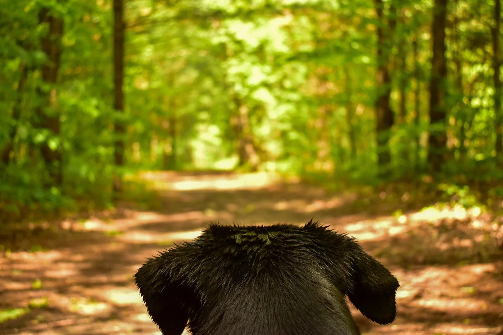 Dog Star Ranch — dog trainer in Muskegon, MI