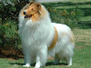 Wichita Kennel Club Inc