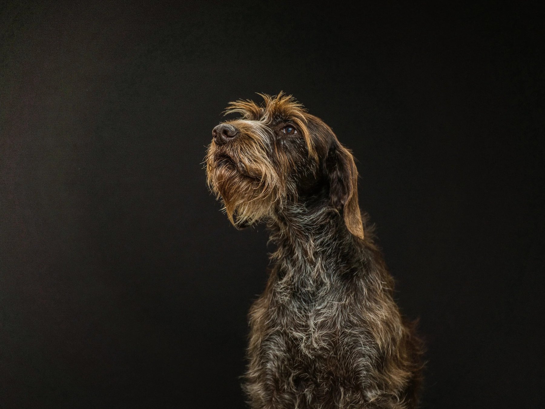 Pine Hill Kennel & Dog Training
