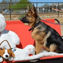 Vintar German Shepherd