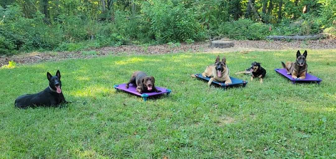 Guardian K9 Solutions