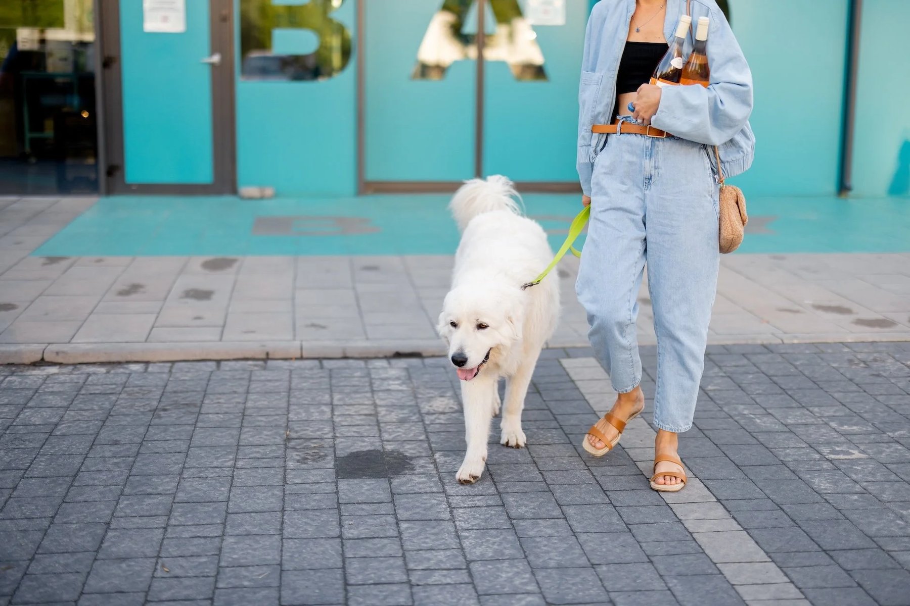 Poodles to Pit Bulls Dog Training