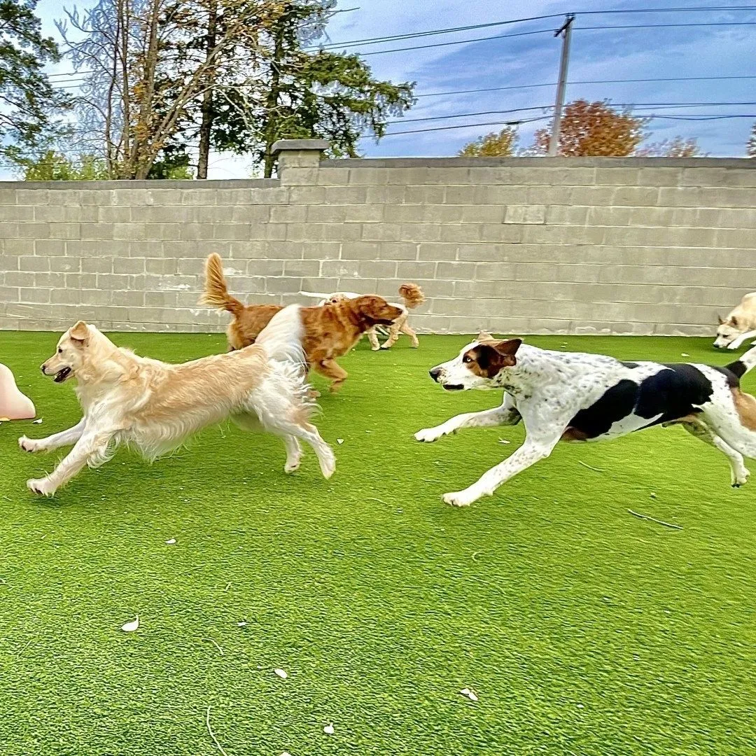 Golden Paws Pet Care Services, LLC