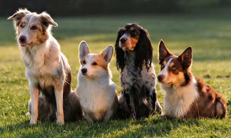 Spot On Dogs
