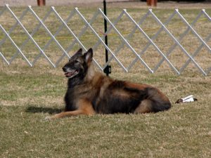 Vegas Valley Obedience Club