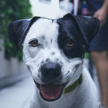 Simply Smith LLC – Dog Training – Behaviorist