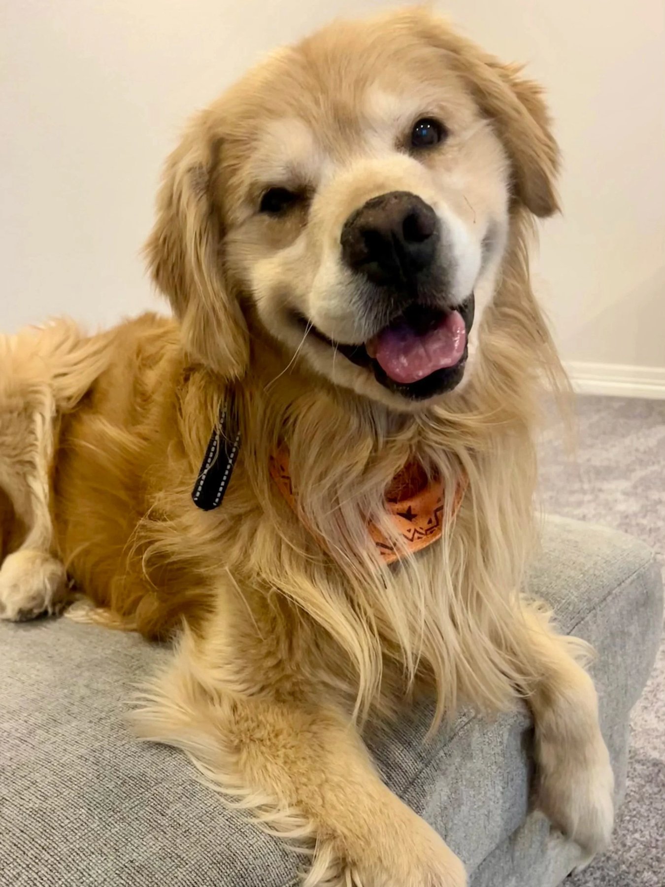 Superior Pet Service, LLC