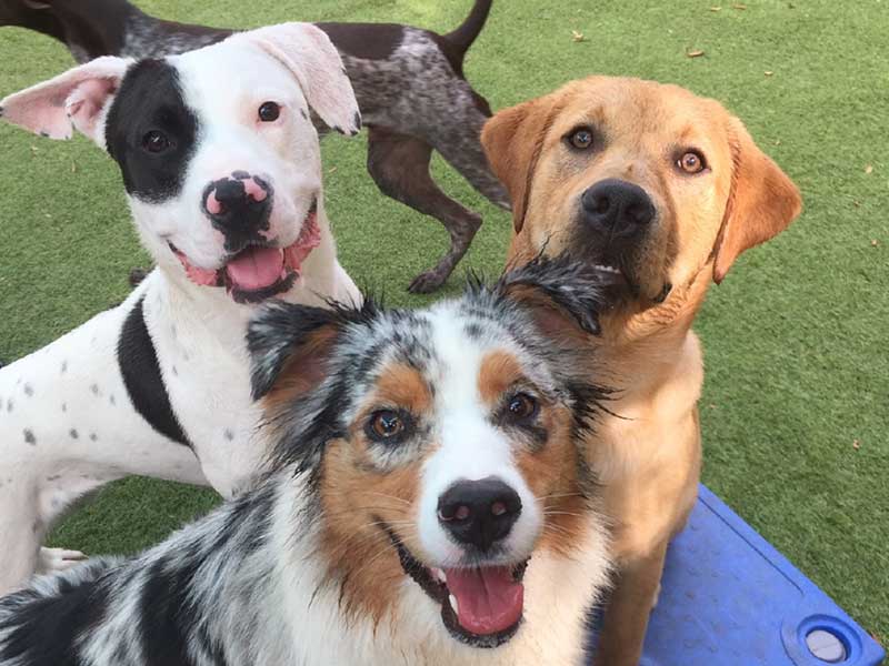 Dog Tired Pet Services – Summerville, SC