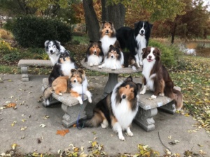Triune Canine Training And Event Center