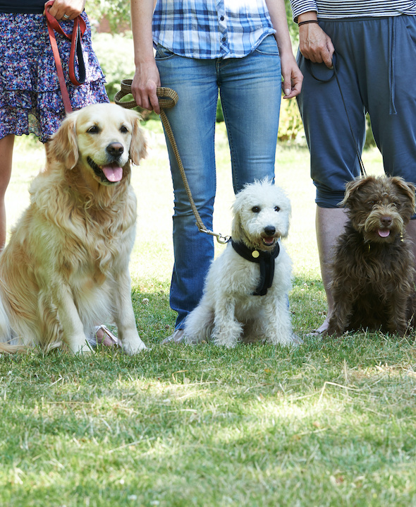 Dog Trainers Workshop and Boarding