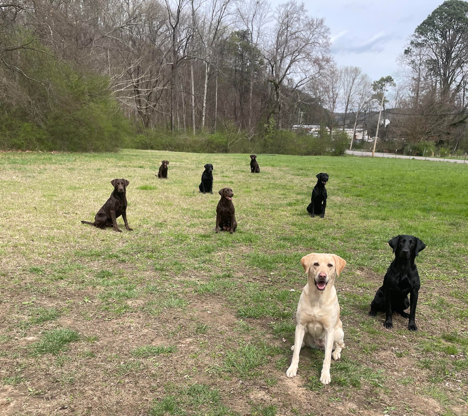 Blowing Springs Kennel