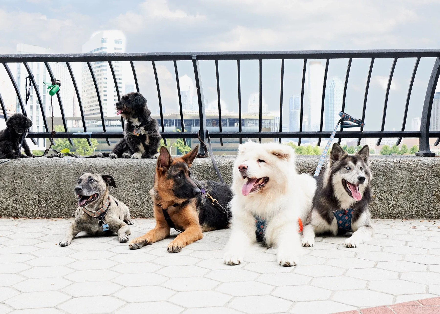 Shelby Semel Dog Training
