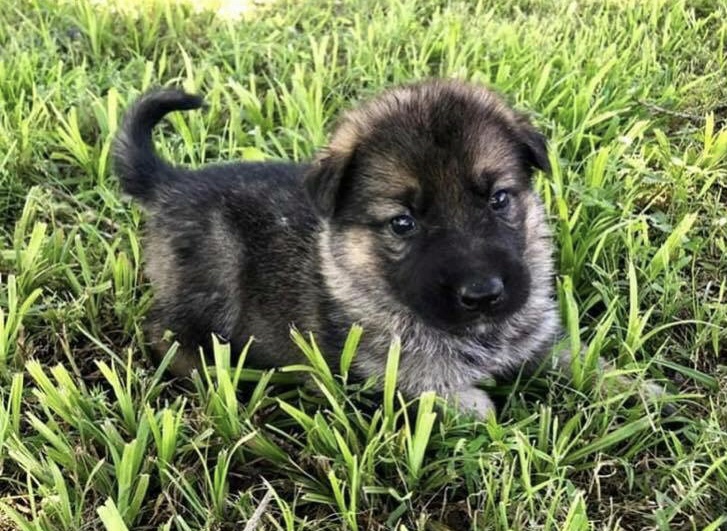 Alpha School of K9 Obedience — dog trainer in Northwest Arkansas, AR