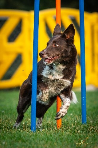 Animal Inn Training School